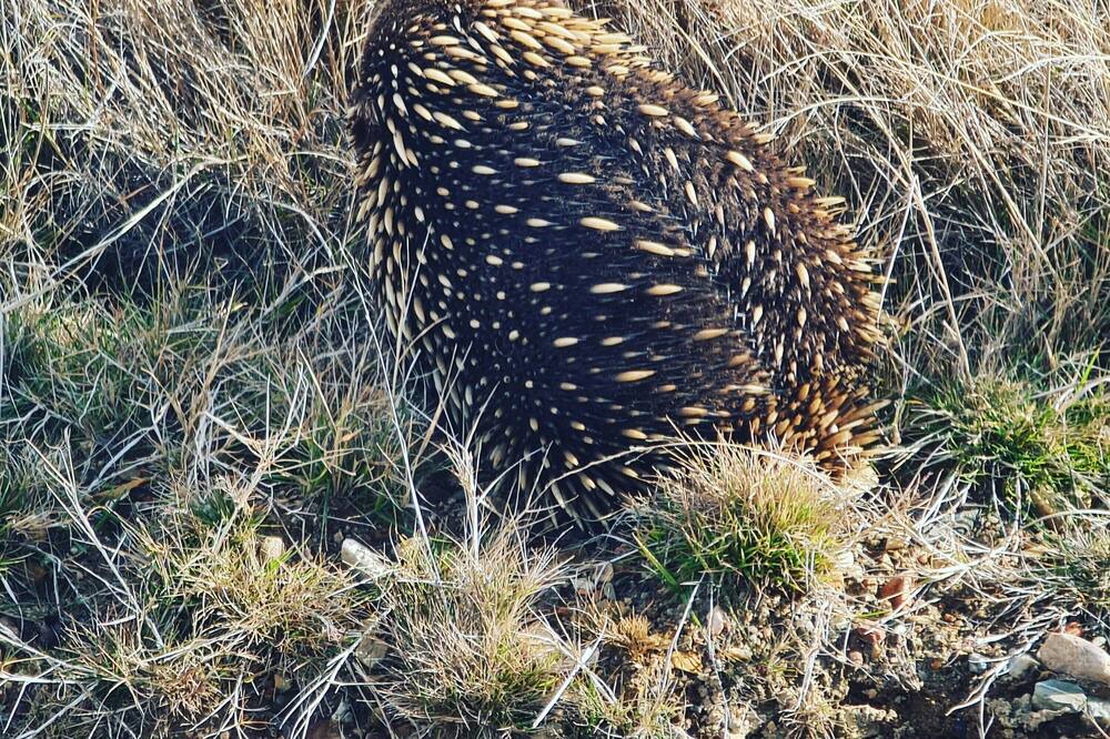 Photo of Others in Berridale