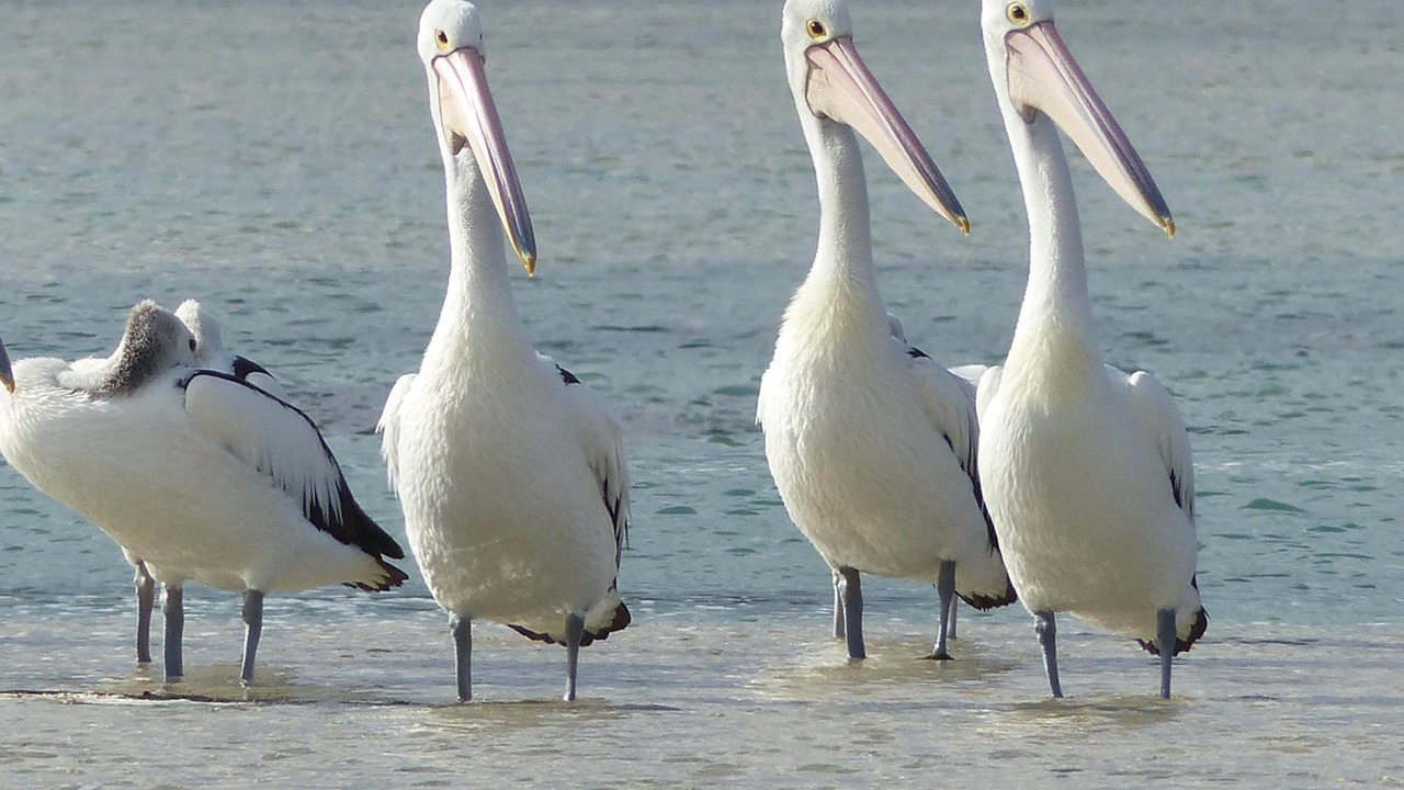 Photo of Others in Ocean Beach