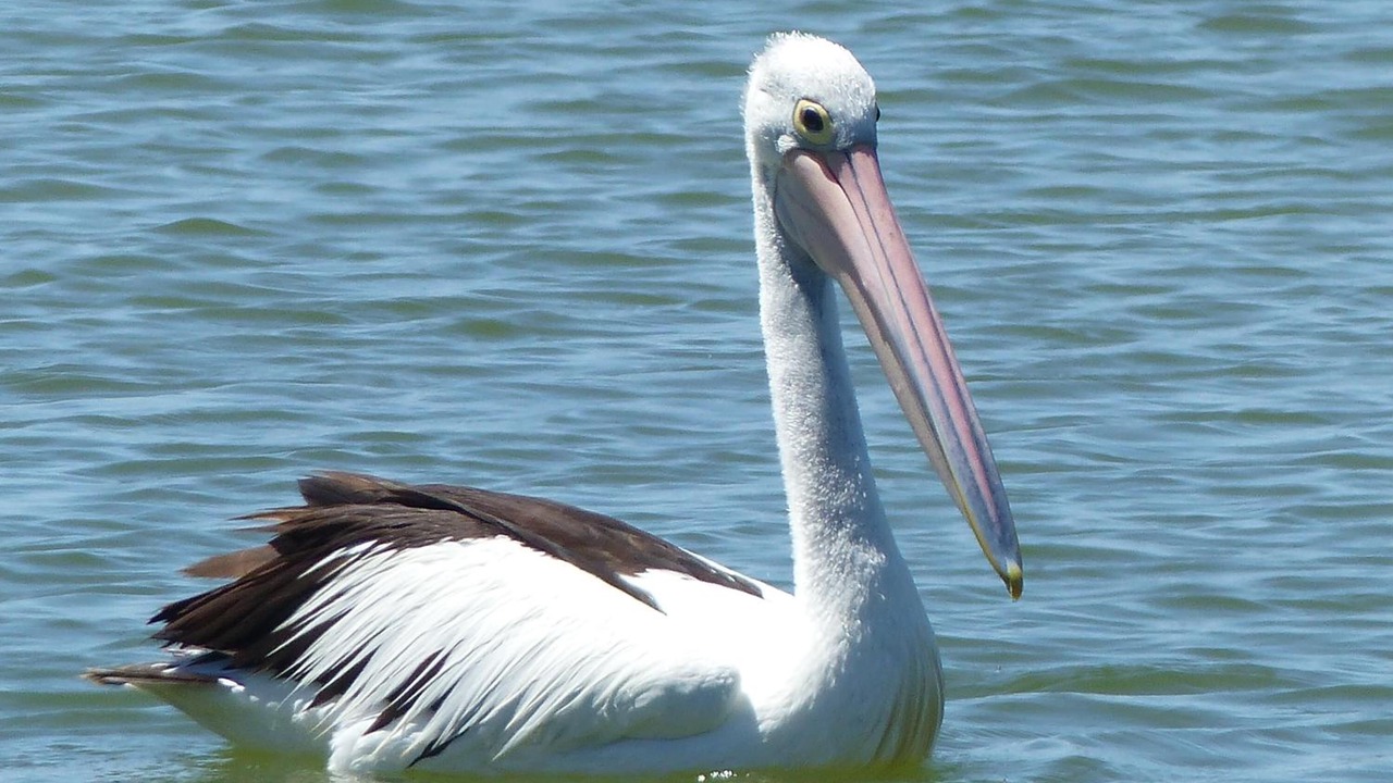 Photo of Others in Ocean Beach