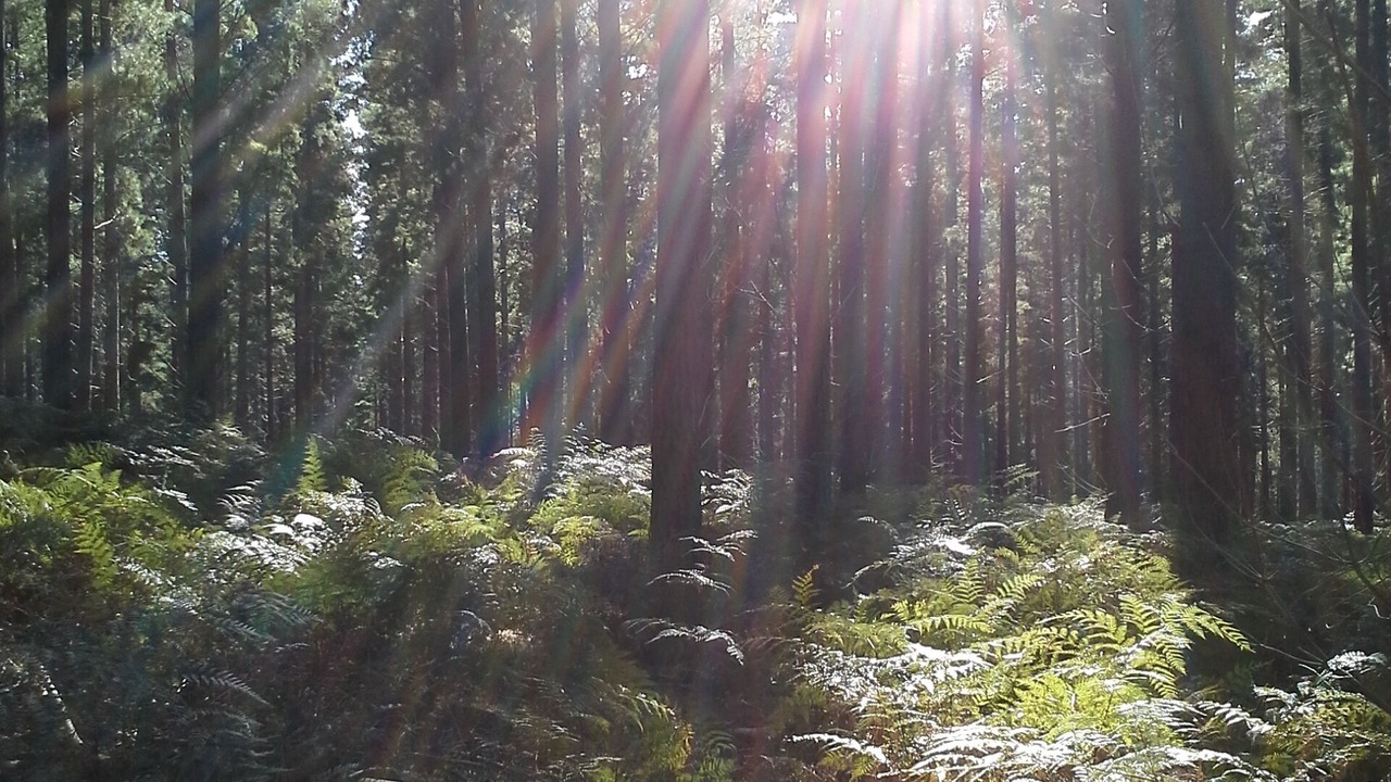 Photo of Outdoor in Riddoch