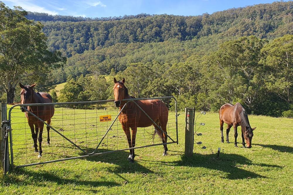 Photo of Others in Kangaroo Valley