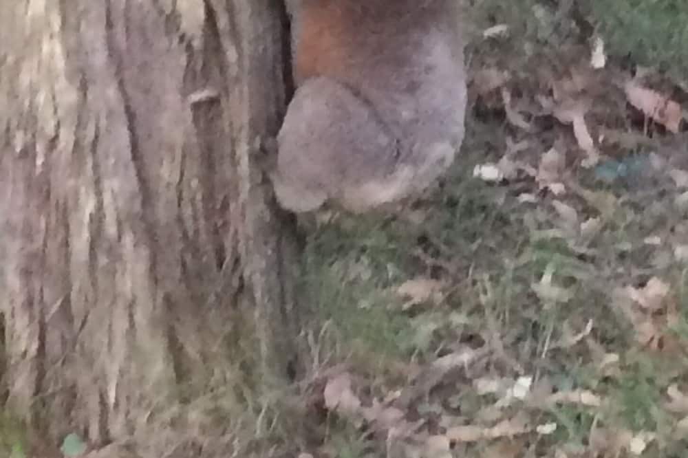 Photo of Outdoor in Riddells Creek