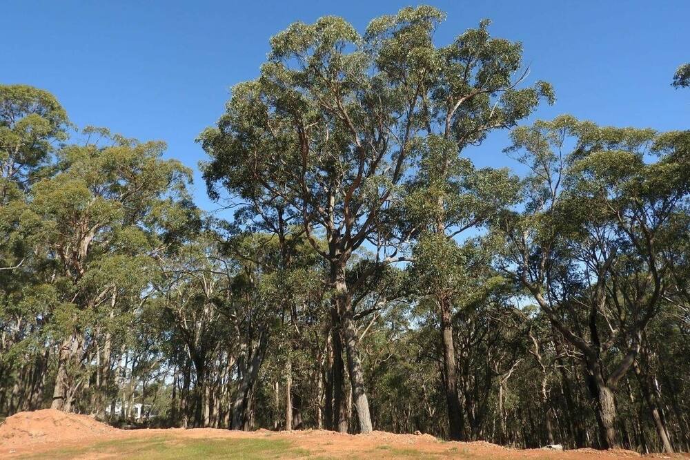 Photo of Others in Riddells Creek