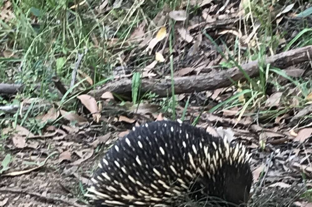 Photo of Outdoor in Riddells Creek