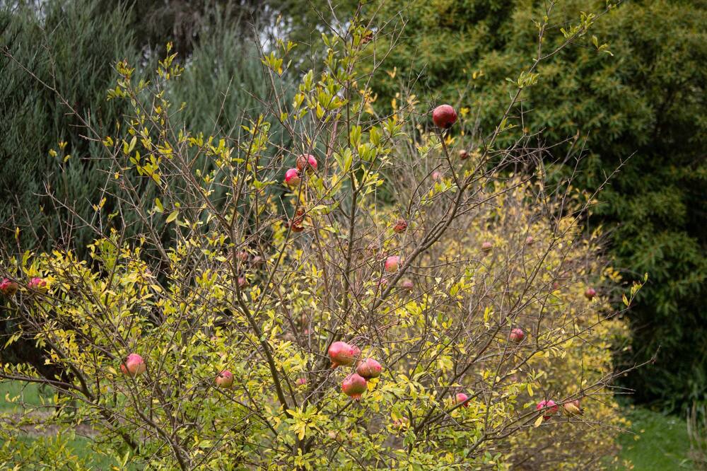 Photo of Outdoor in Limonite