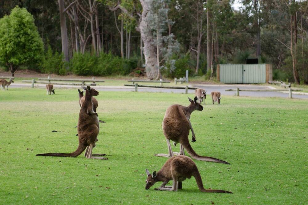 Photo of Others in Yanchep