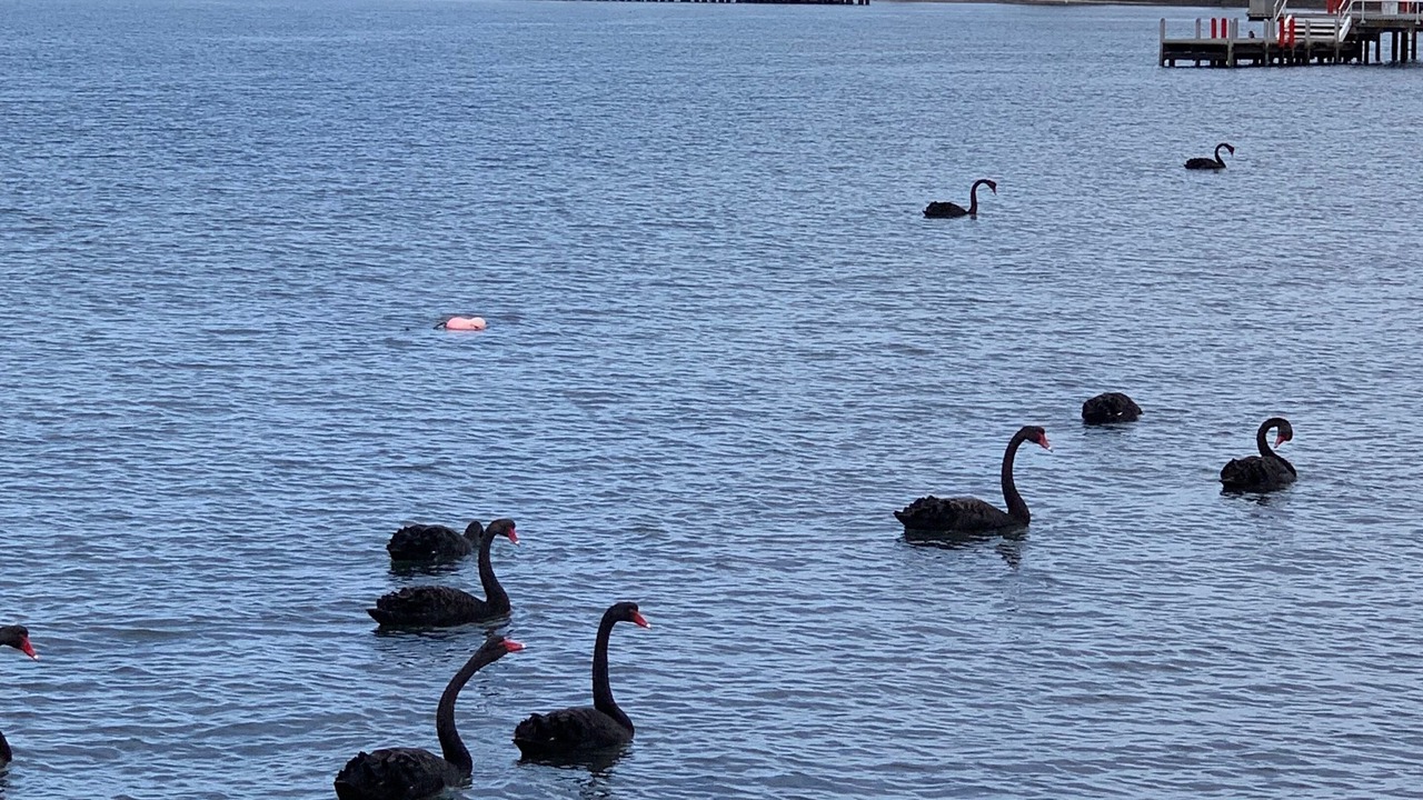 Photo of Others in Port Albert