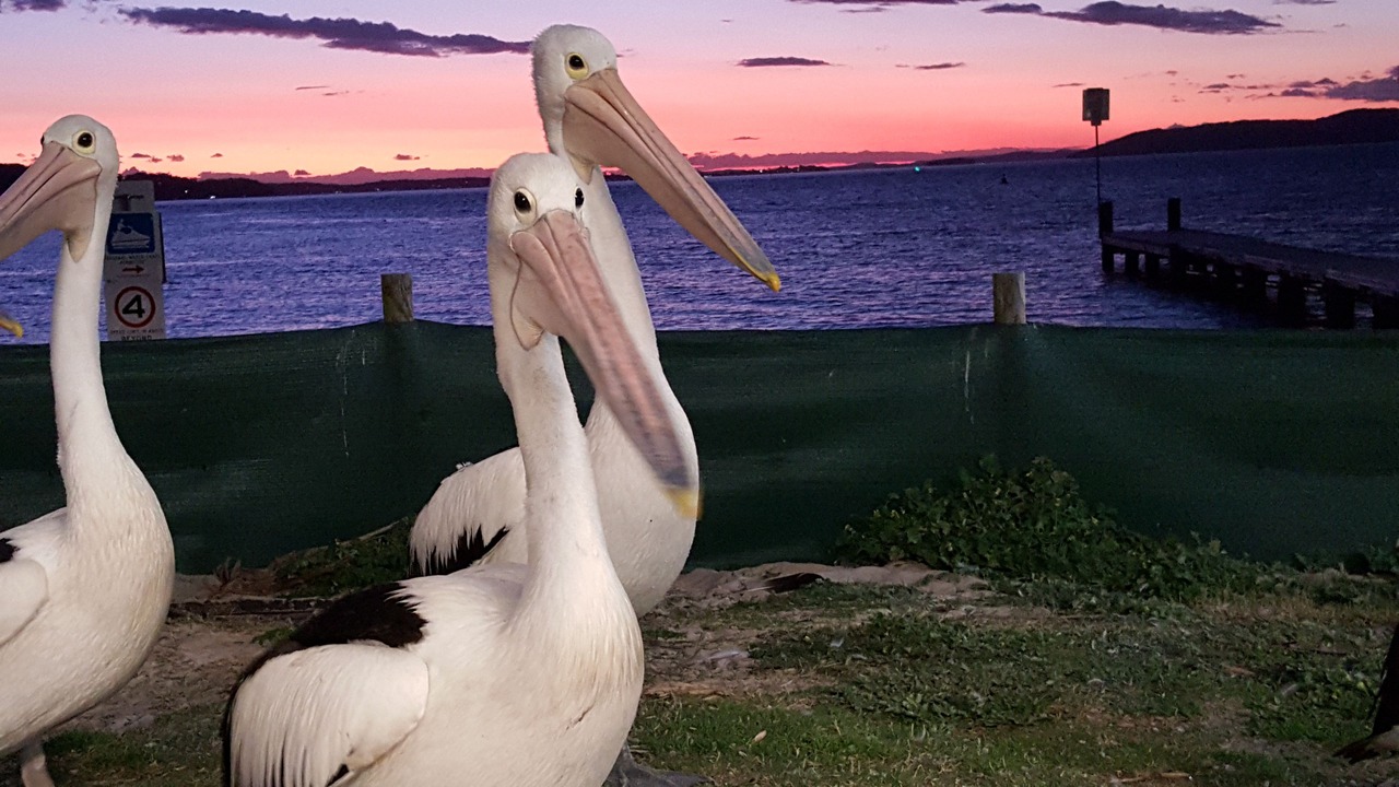 Photo of Others in Nelson Bay