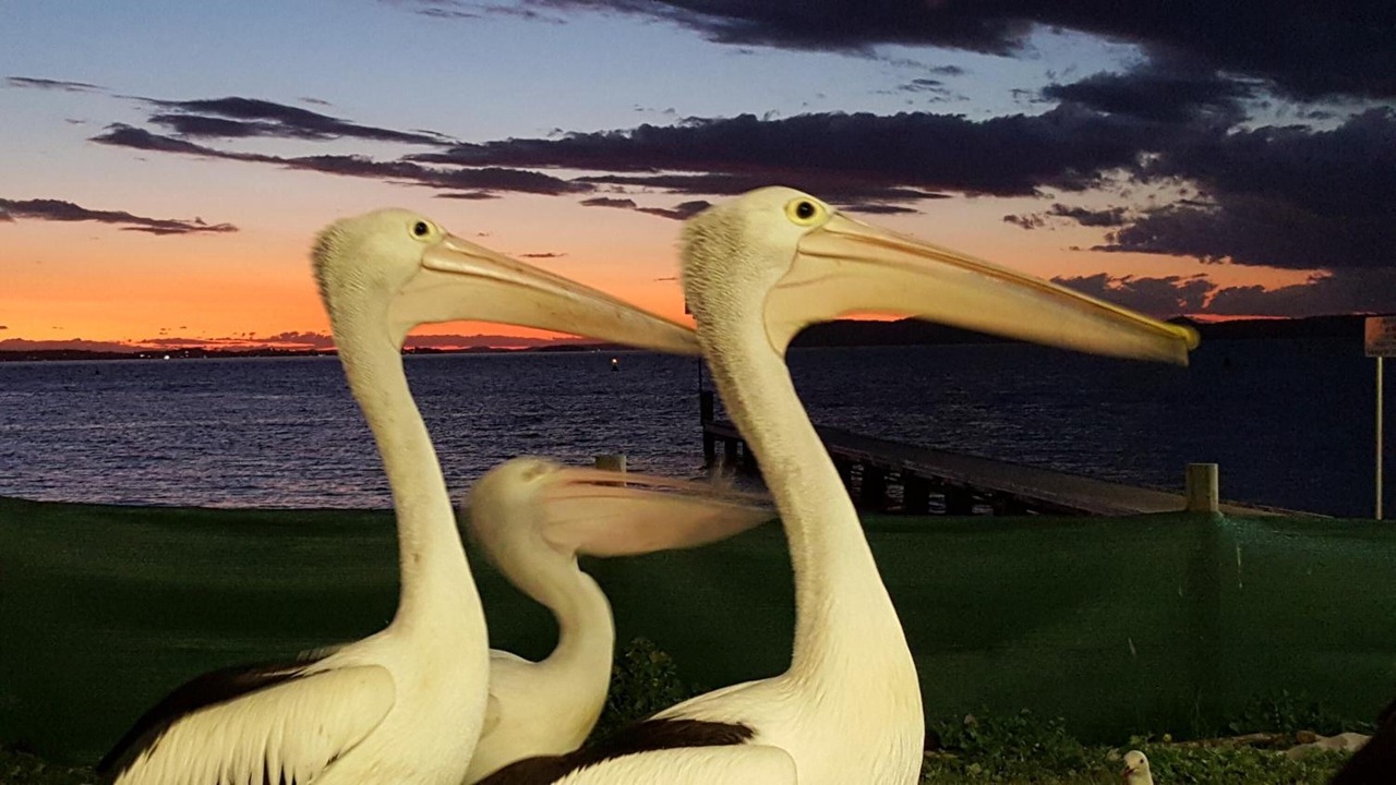 Photo of Others in Nelson Bay