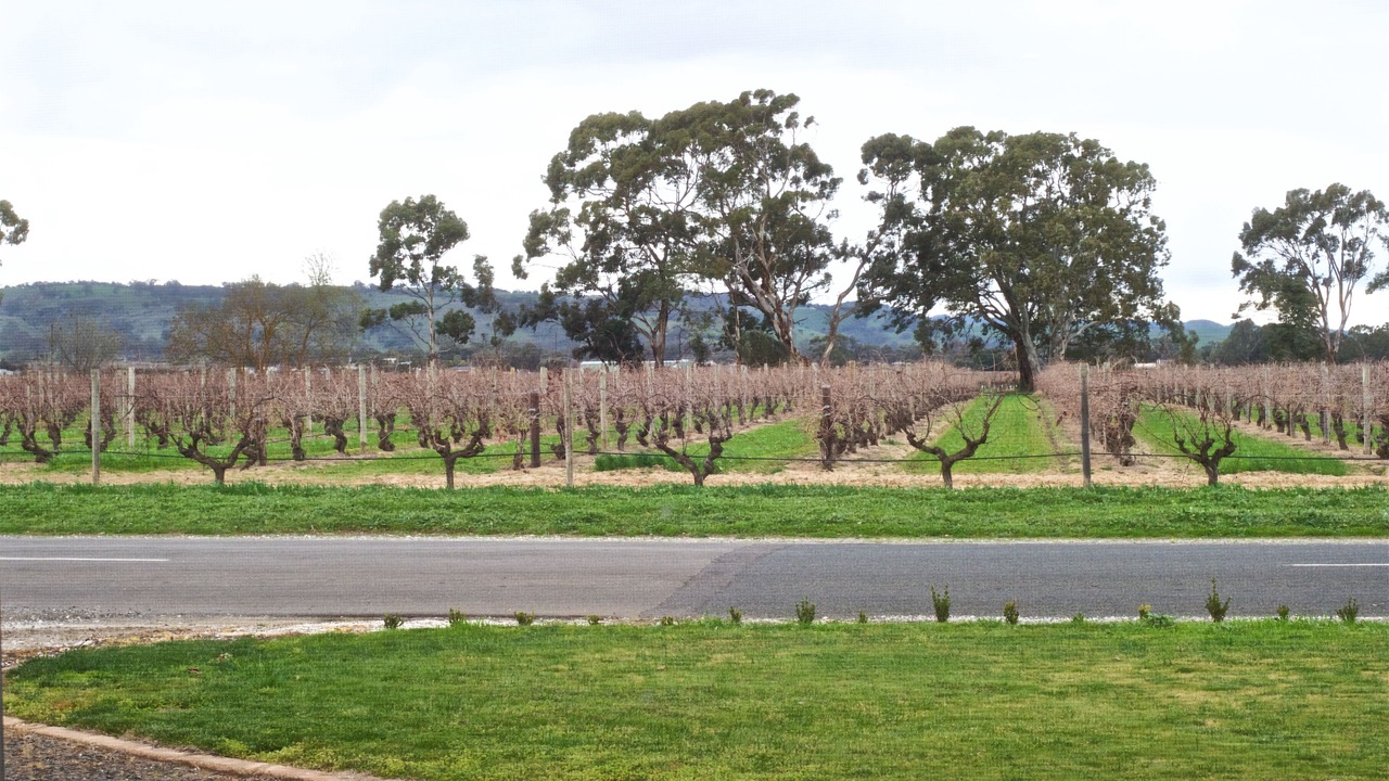 Photo of Outdoor in Nuriootpa