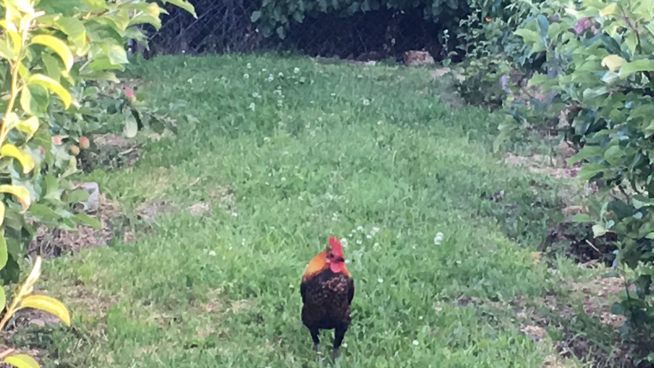 Photo of Outdoor in Cygnet