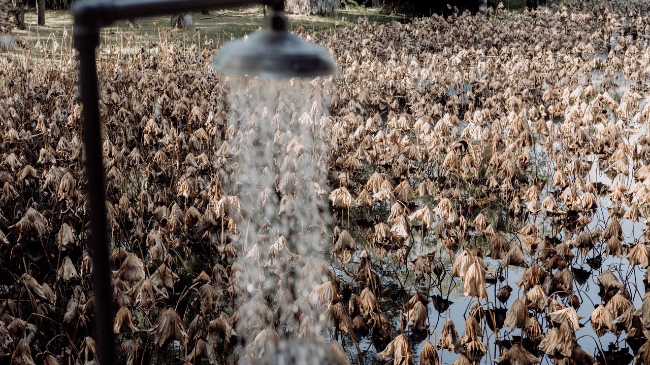 Photo of Outdoor in Lovedale