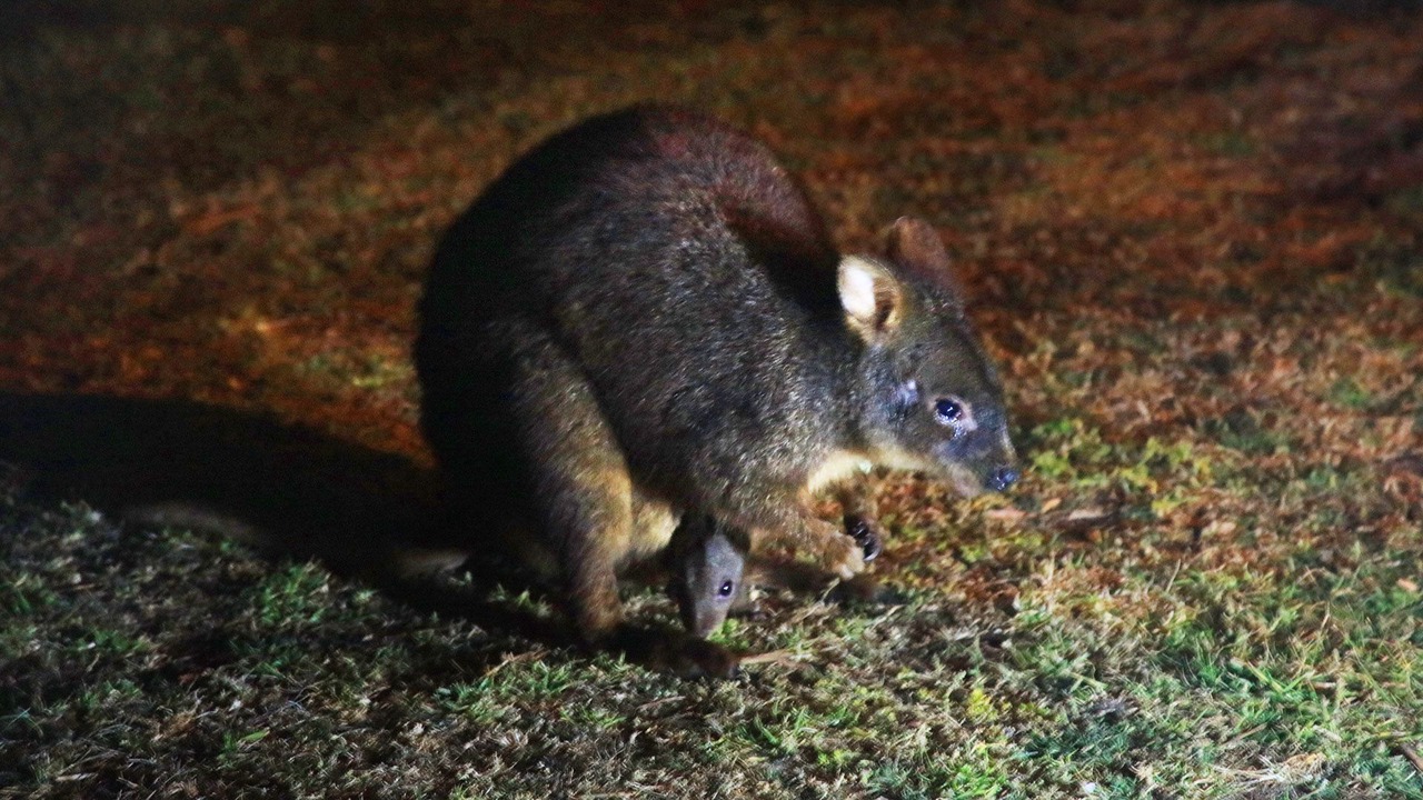 Photo of Others in Arthur River