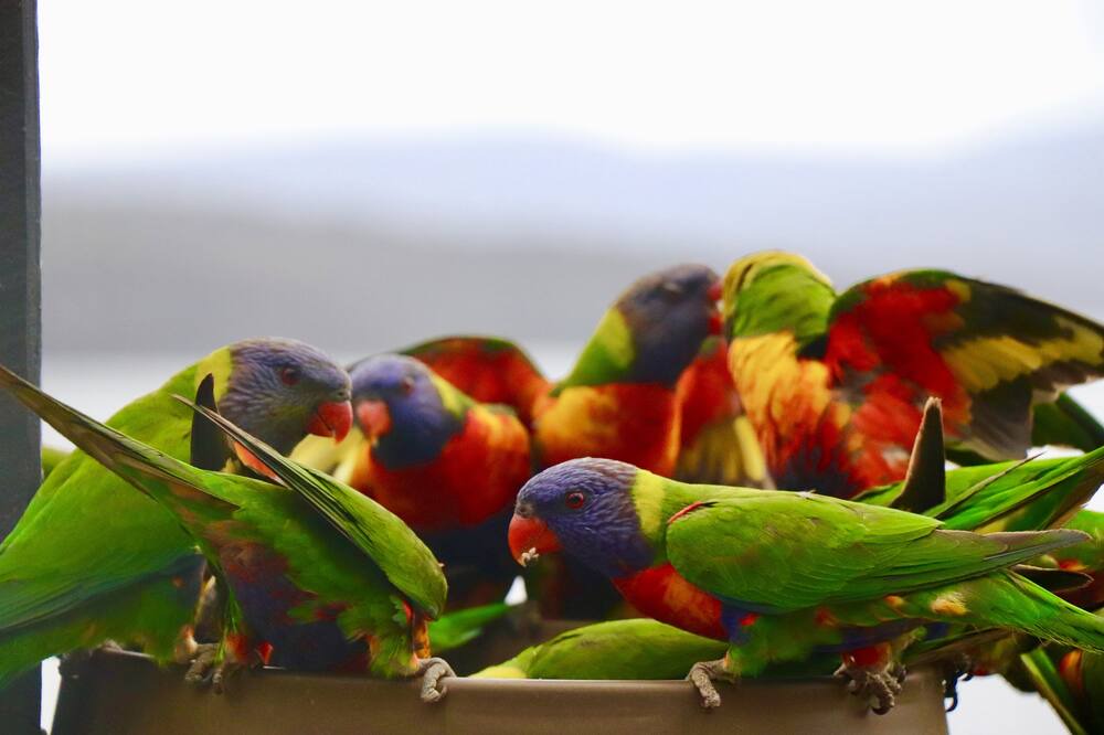 Photo of Others in Mallacoota