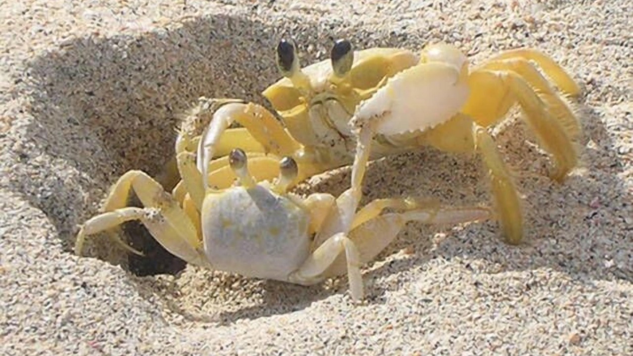 Photo of Outdoor in Boomerang Beach
