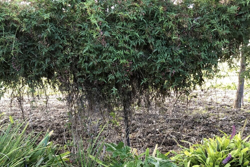 Photo of Outdoor in Dubbo
