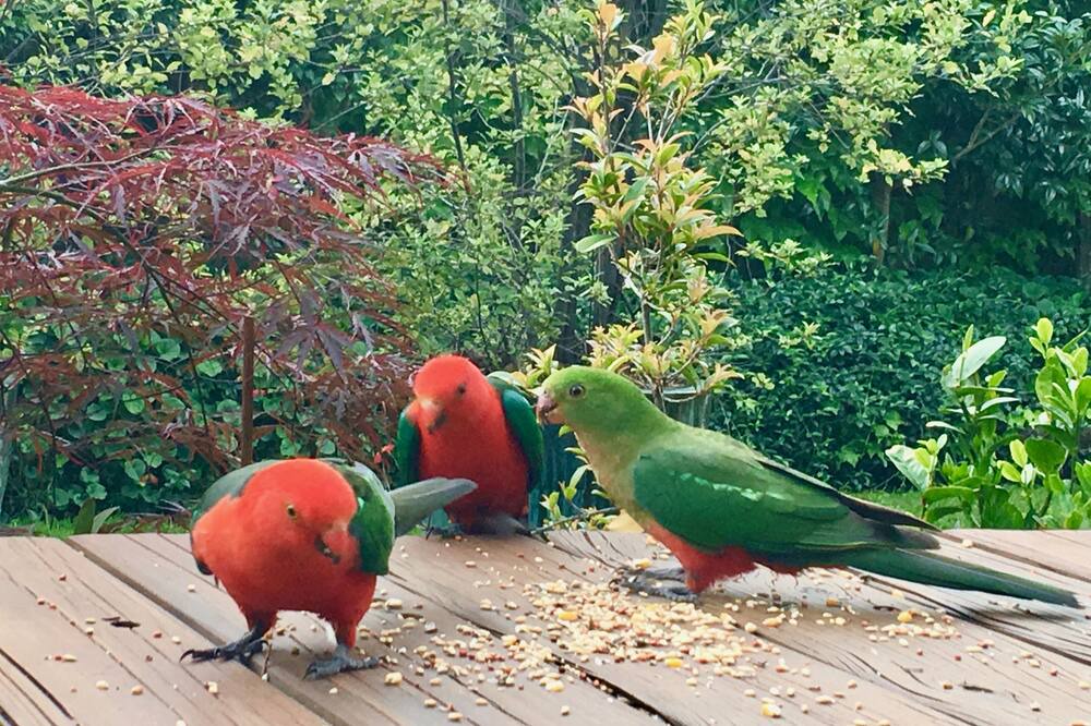 Photo of Others in Katoomba