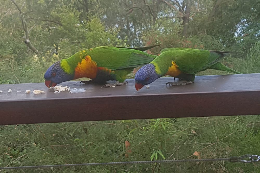 Photo of Others in Dangar Island