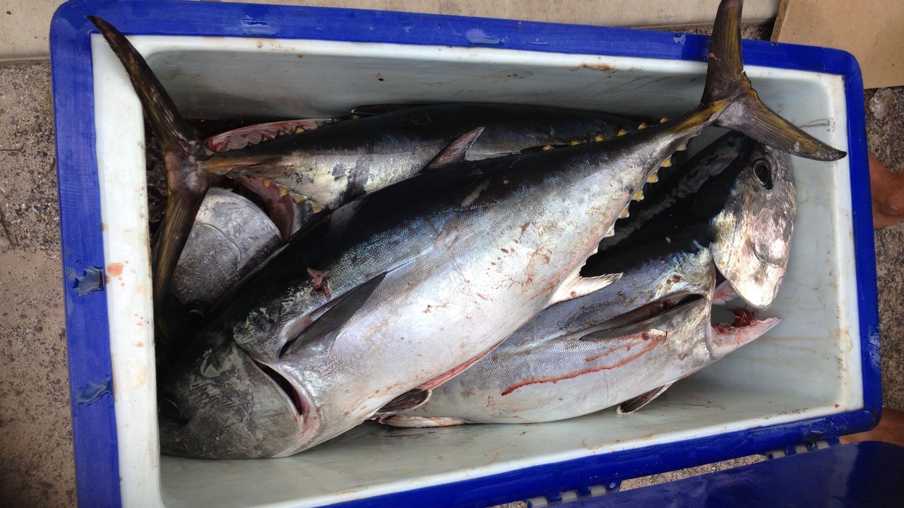Photo of Others in Marion Bay
