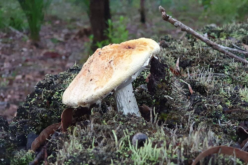 Photo of Outdoor in Quinninup