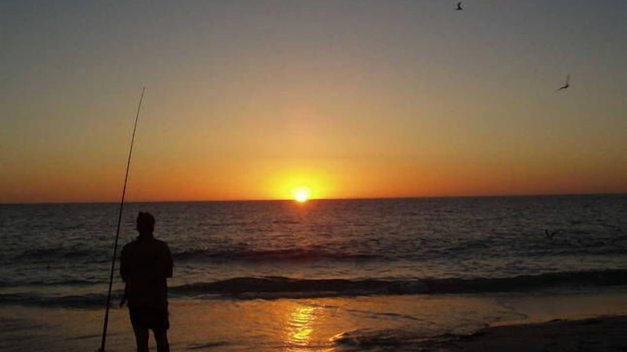 Photo of Others in Seabird