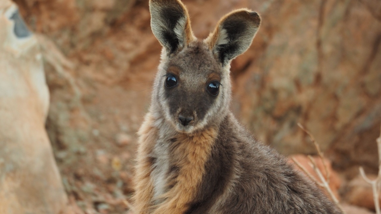 Photo of Others in Arkaroola Village