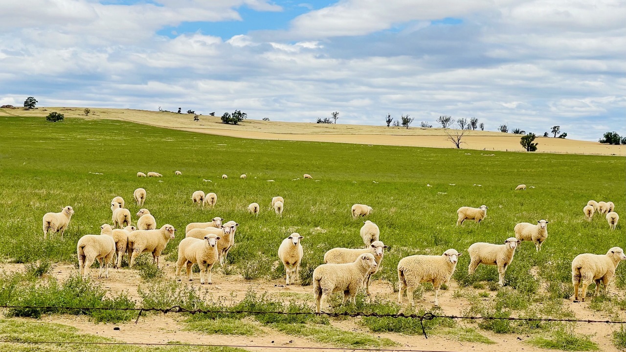 Photo of Outdoor in Junee