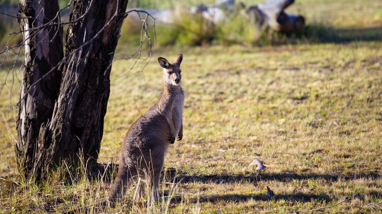Photo of Outdoor in Mount Panorama
