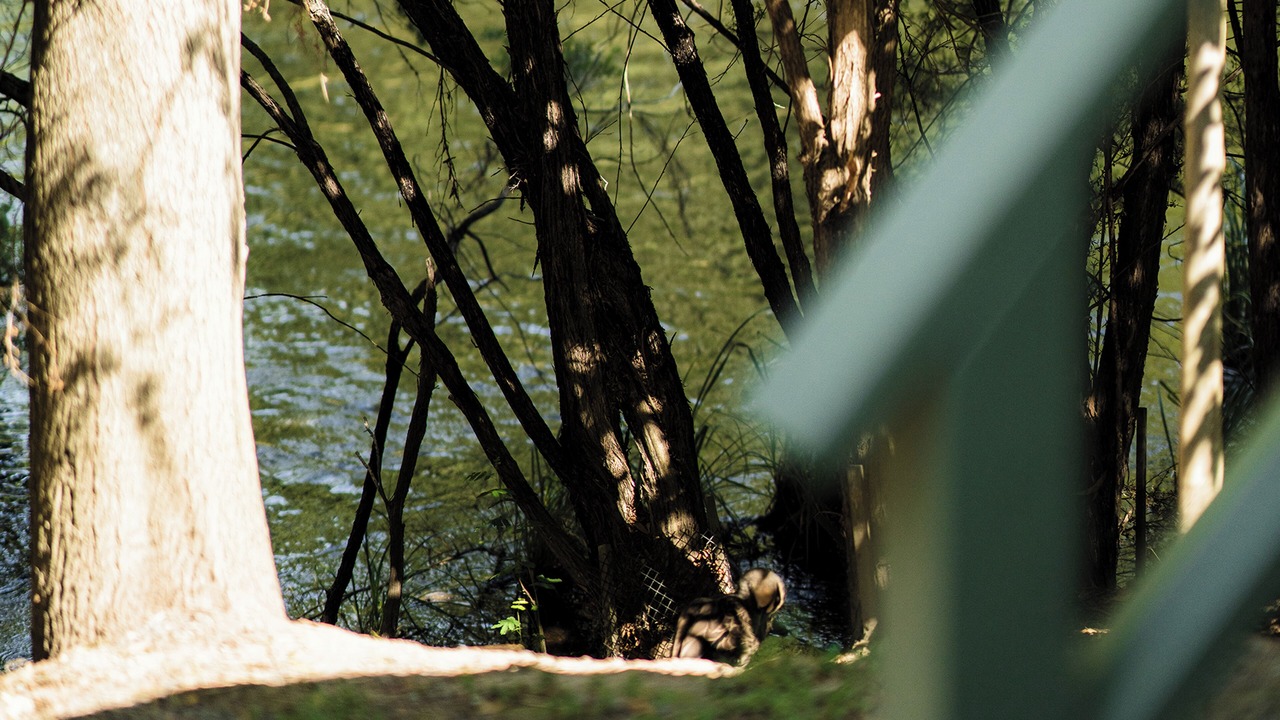 Photo of Outdoor in Warburton