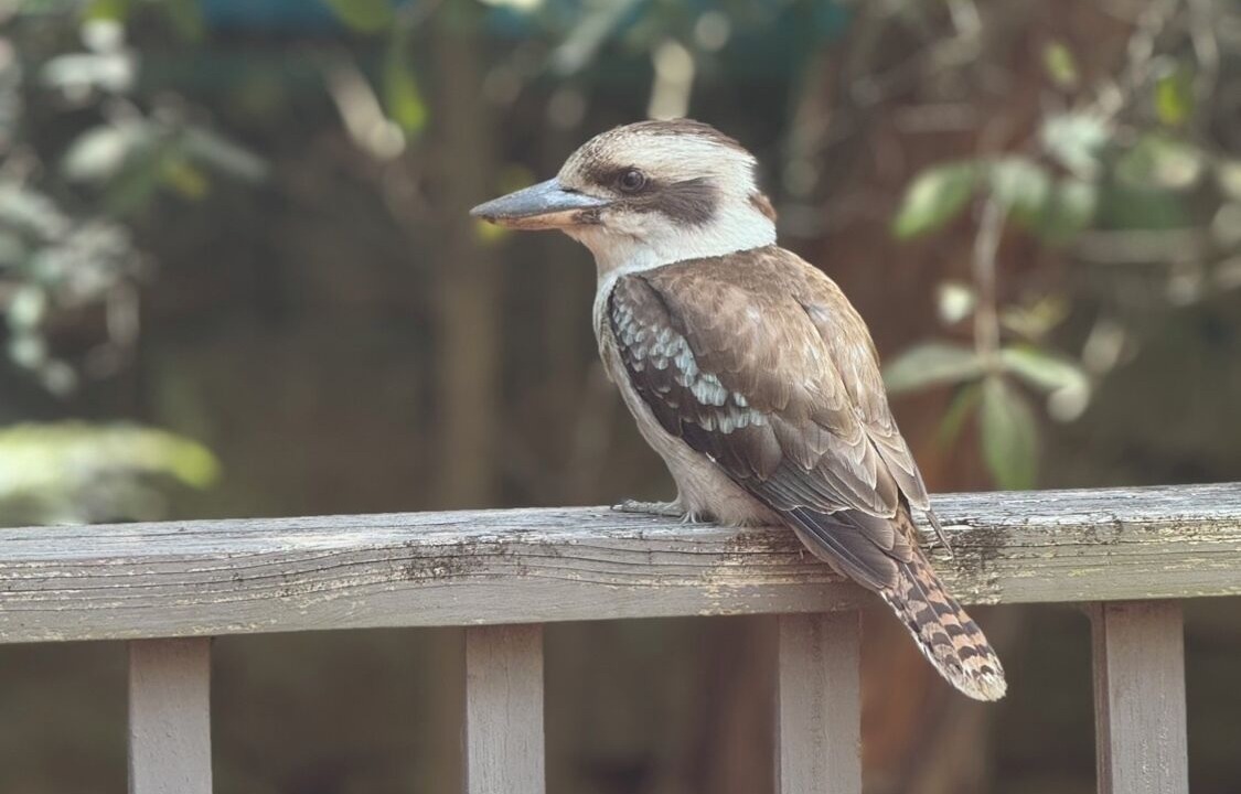 Photo of Others in Killara