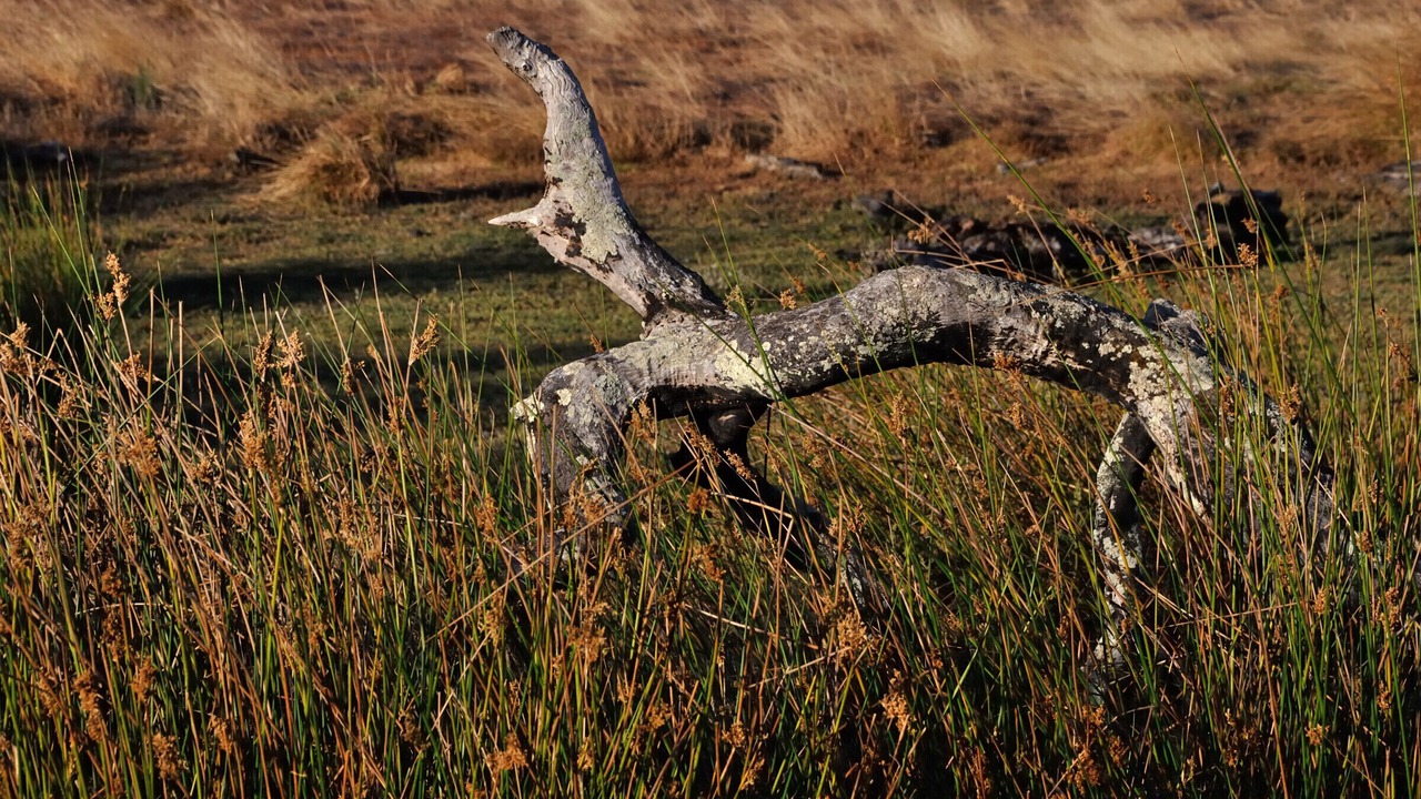 Photo of Outdoor in Wilga
