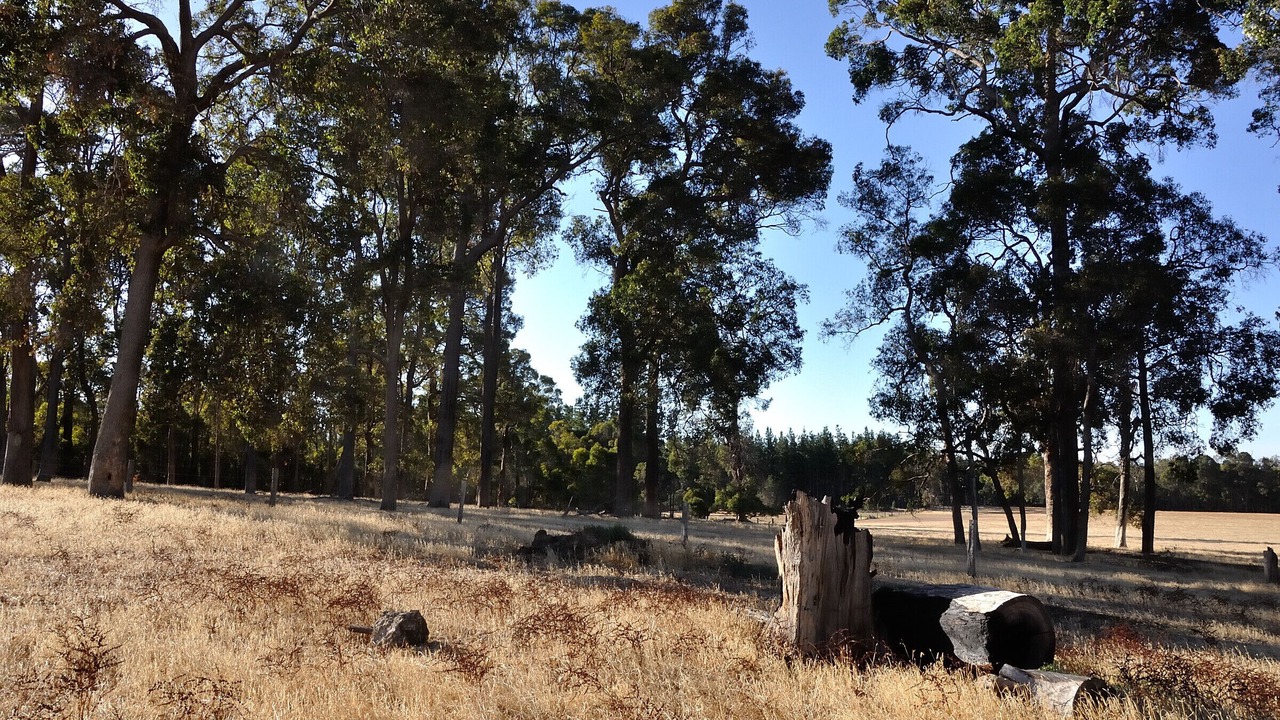 Photo of Outdoor in Wilga
