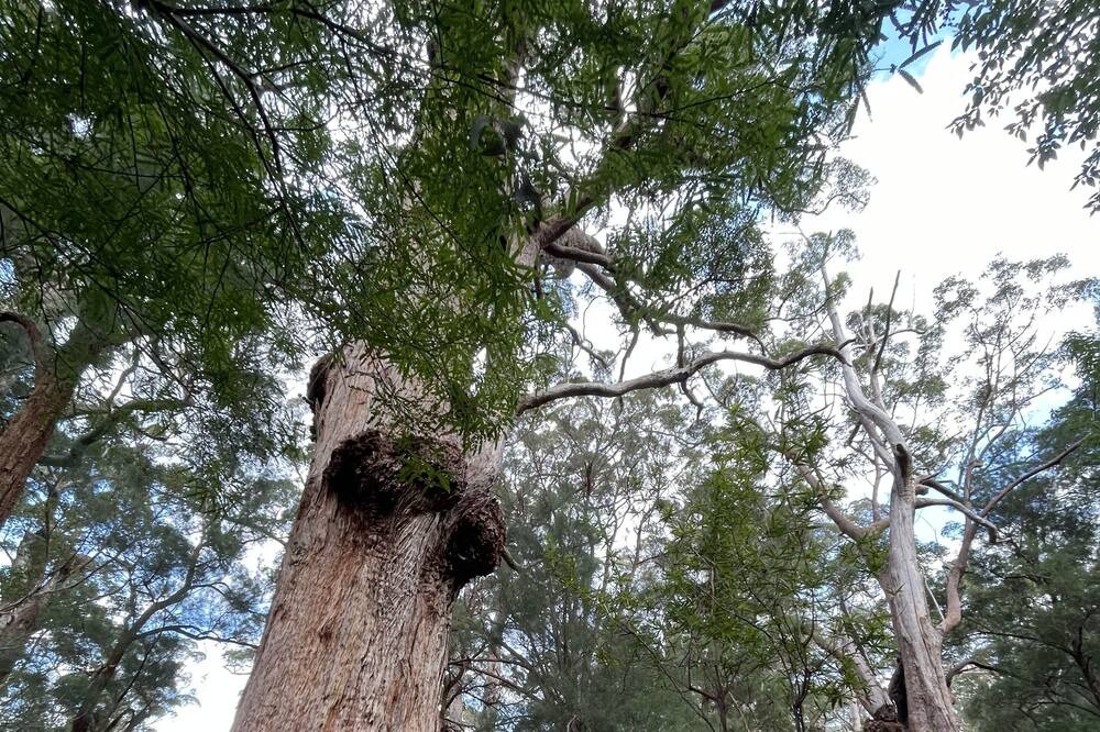 Photo of Outdoor in Nornalup