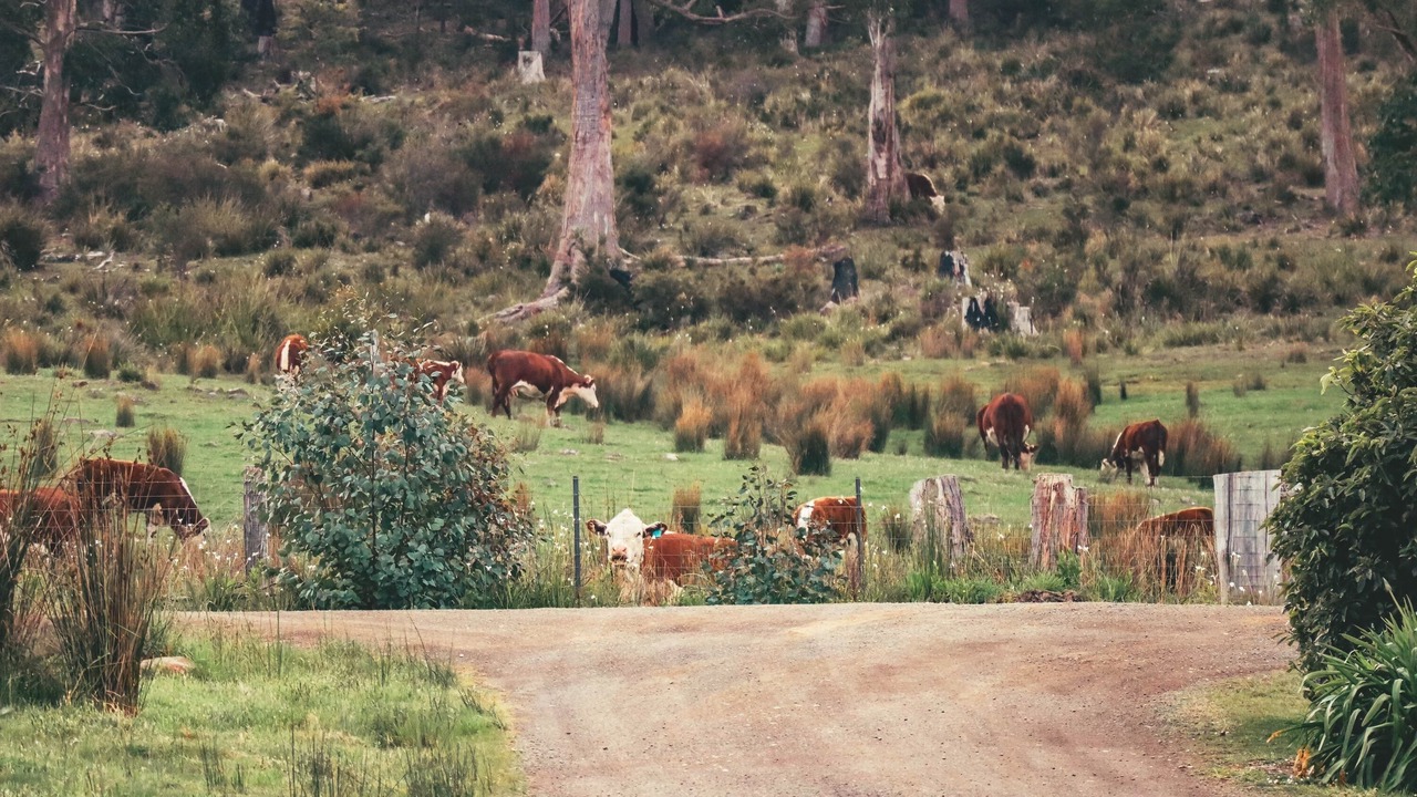 Photo of Others in Huon Valley