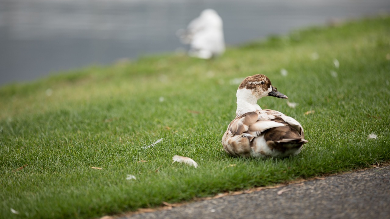 Photo of Others in Sandy Bay