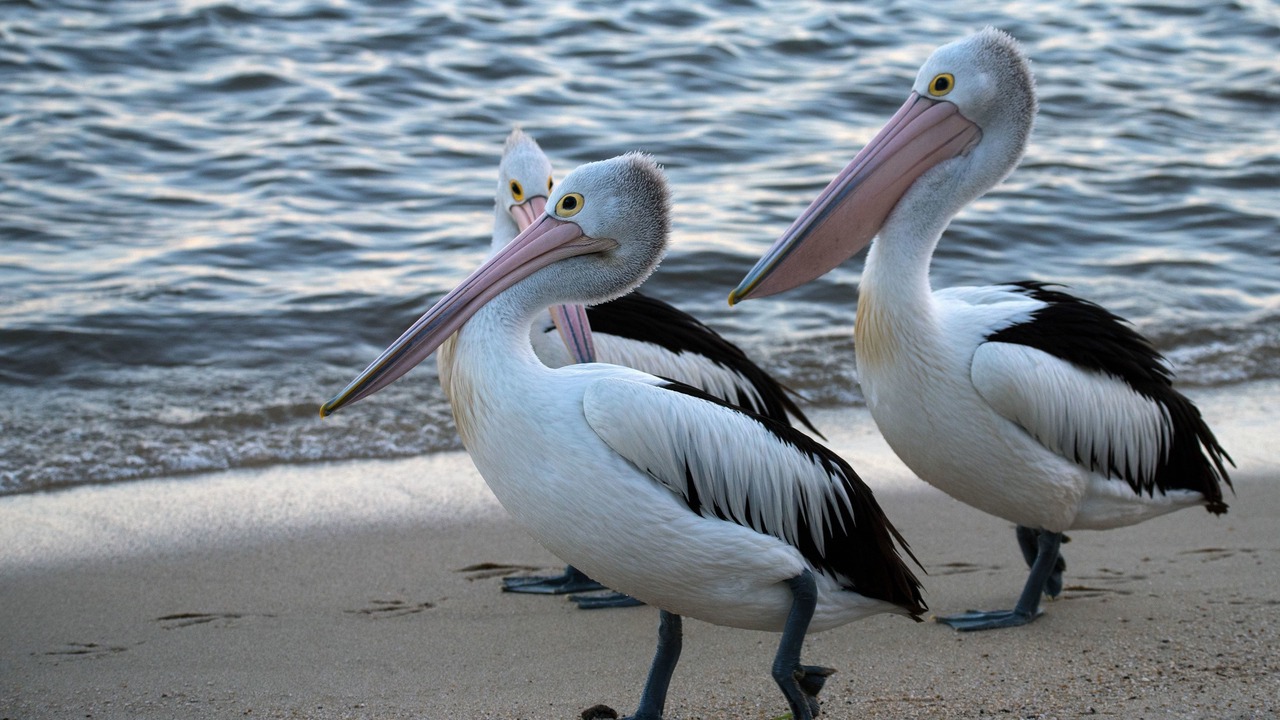 Photo of Others in Long Jetty