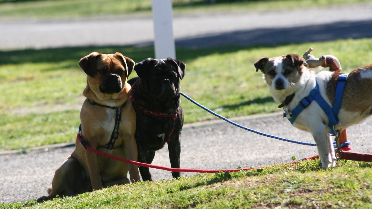 Photo of Others in Tathra