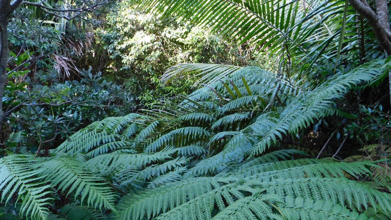 Photo of Others in Port Macquarie