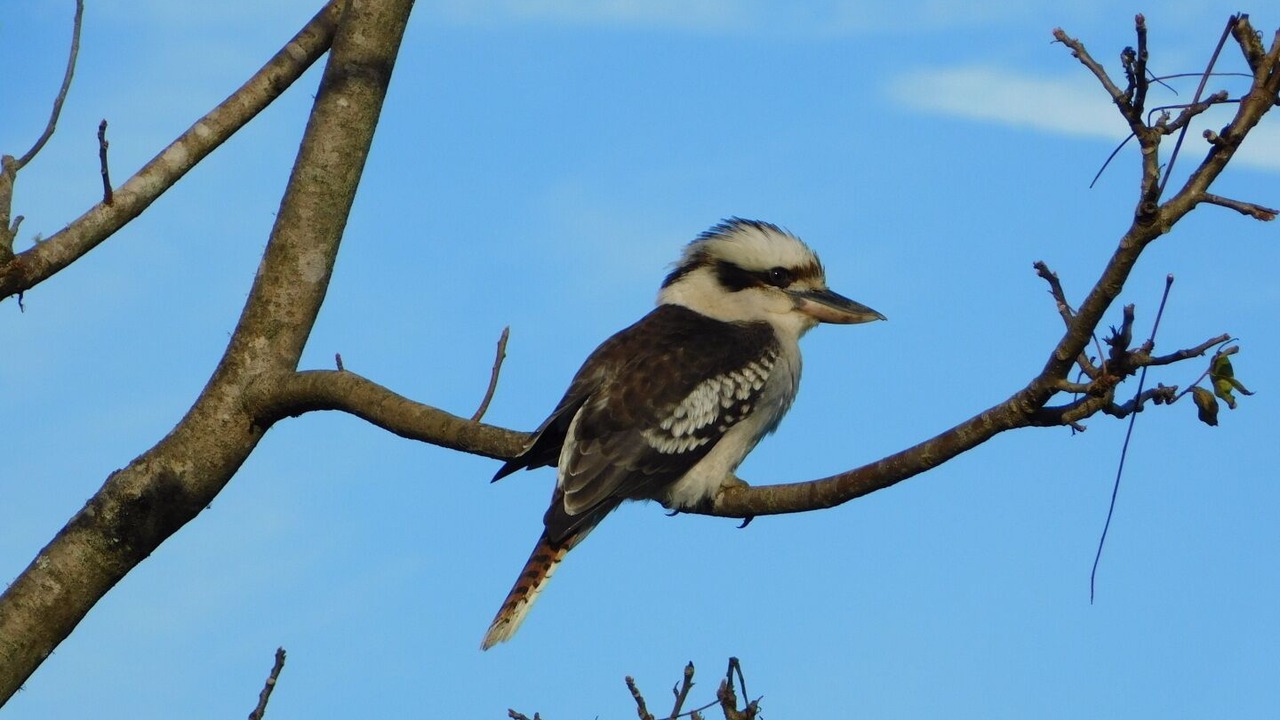 Photo of Others in Port Macquarie