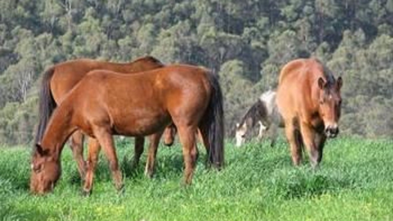 Photo of Outdoor in Lovedale