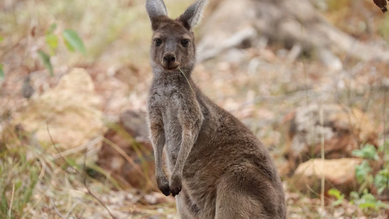 Photo of Others in Mount Helena