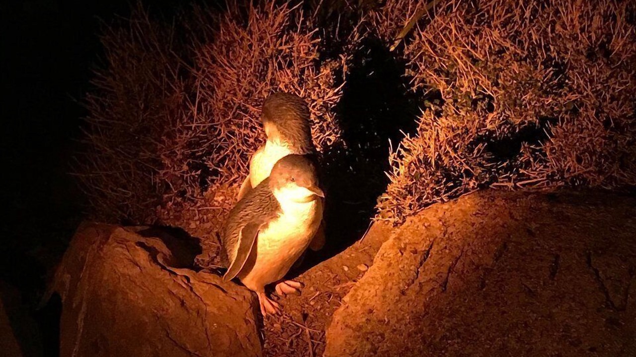 Photo of Others in Burnie