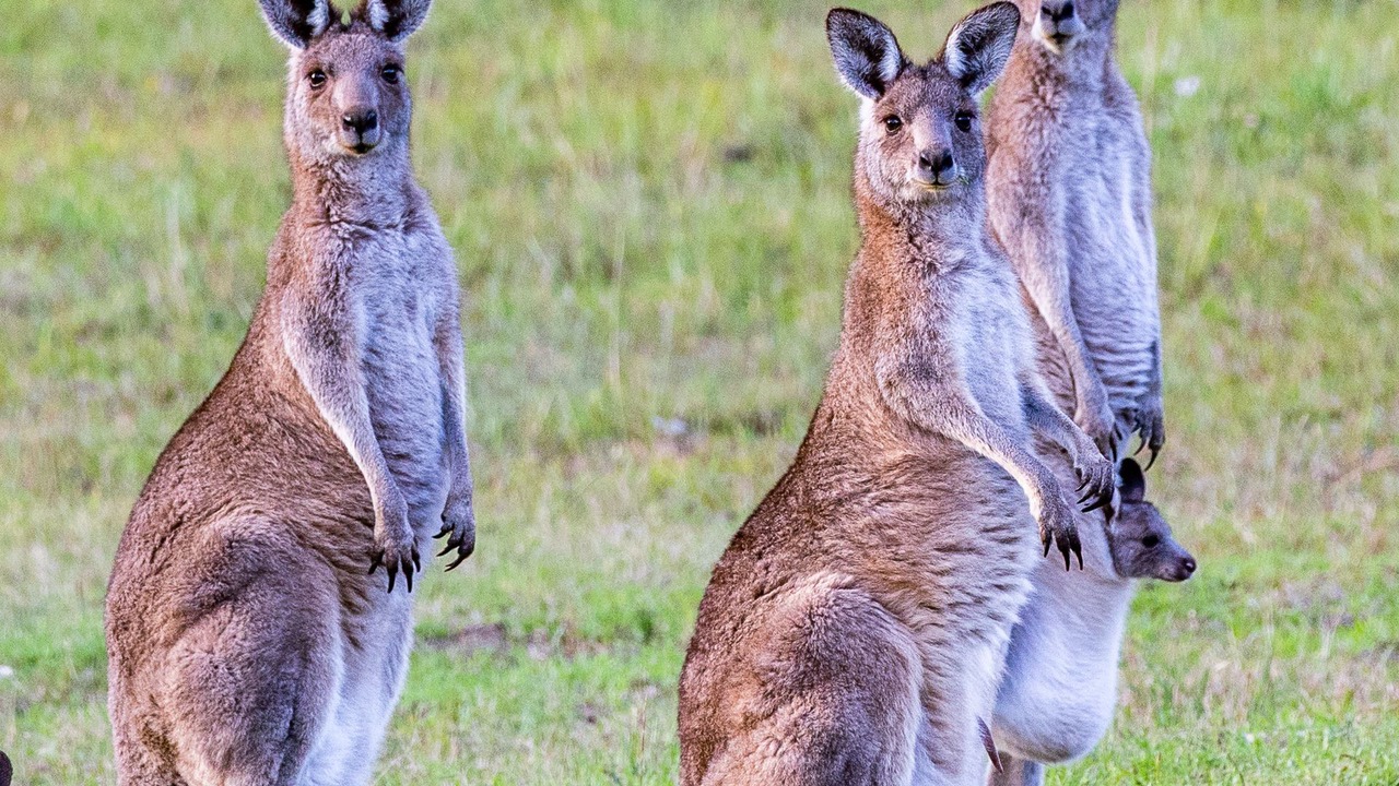 Photo of Others in Coomba Park