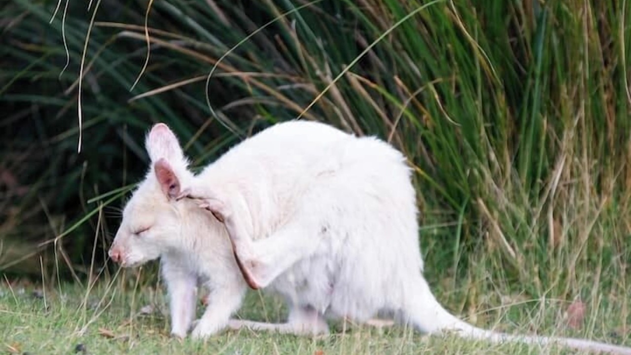 Photo of Others in South Bruny