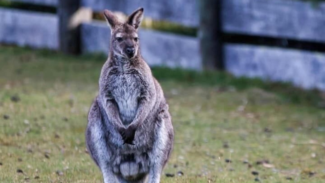 Photo of Others in South Bruny