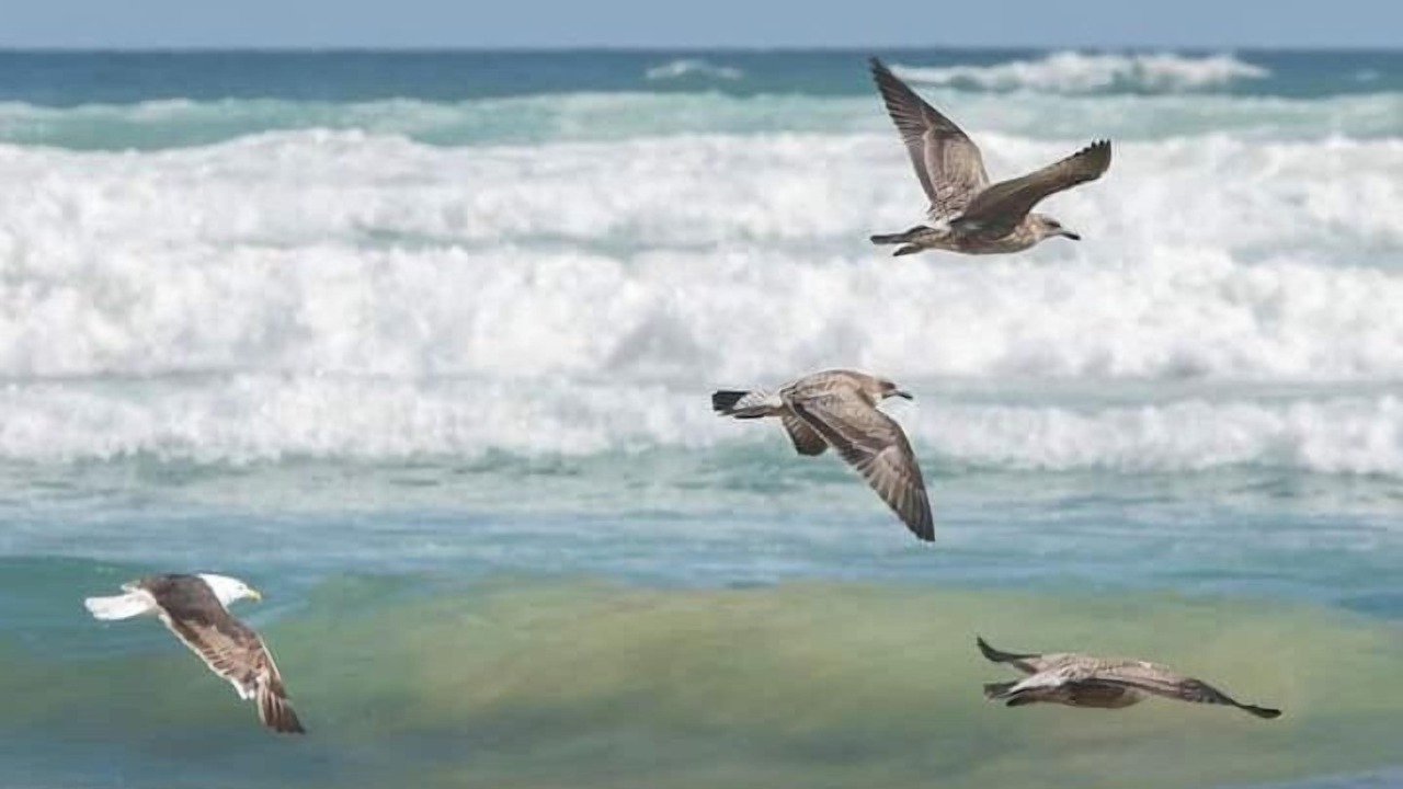 Photo of Others in South Bruny
