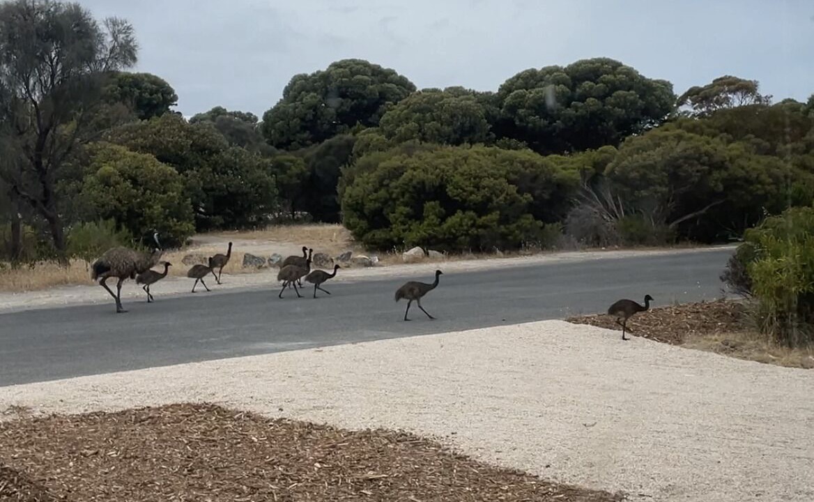 Photo of Others in Marion Bay