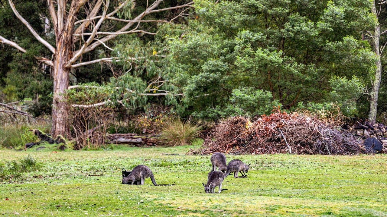 Photo of Others in Halls Gap