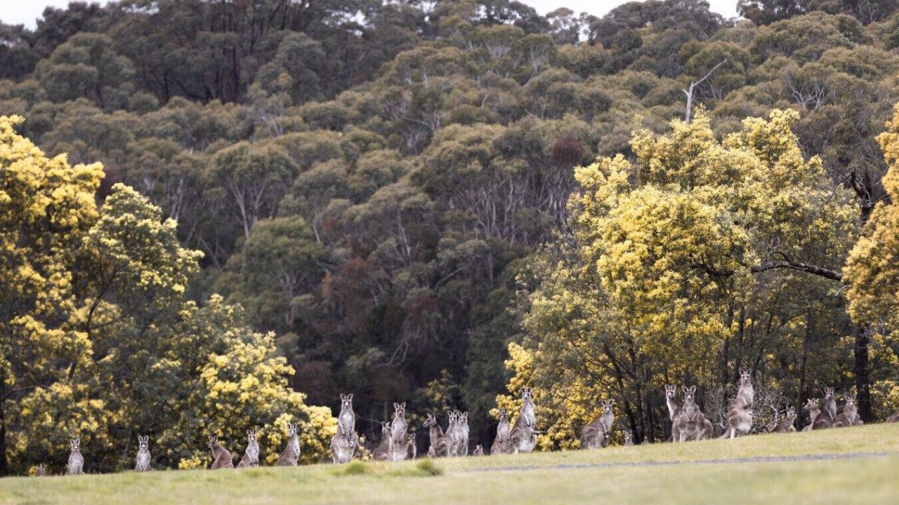 Photo of Others in Woodend