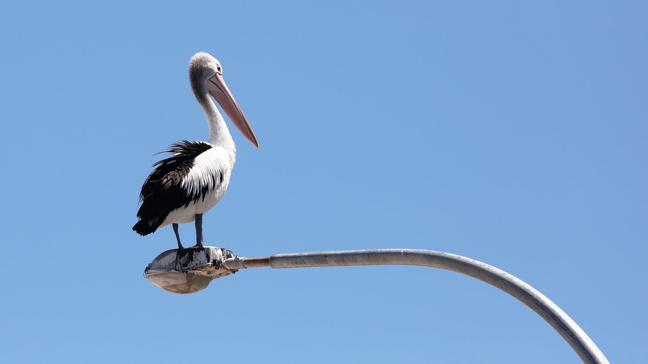 Photo of Others in Nelson Bay